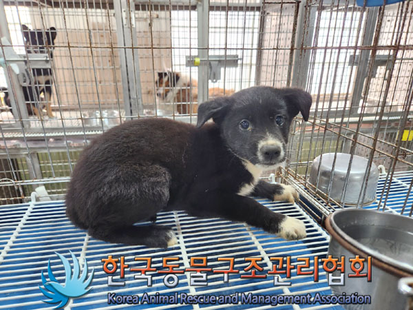 한국동물구조관리협회_441409202301457